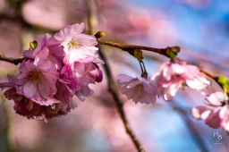 Körsbärsblommor i rosa och vitt